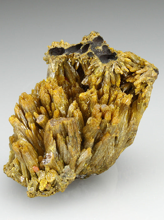 CC1997 specimen image