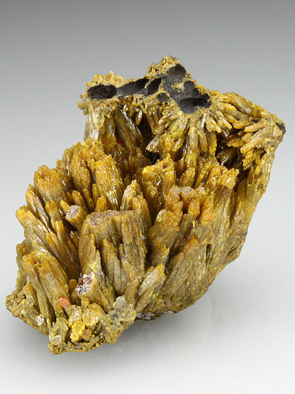 CC1997 specimen image