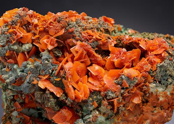 CC20025 specimen image