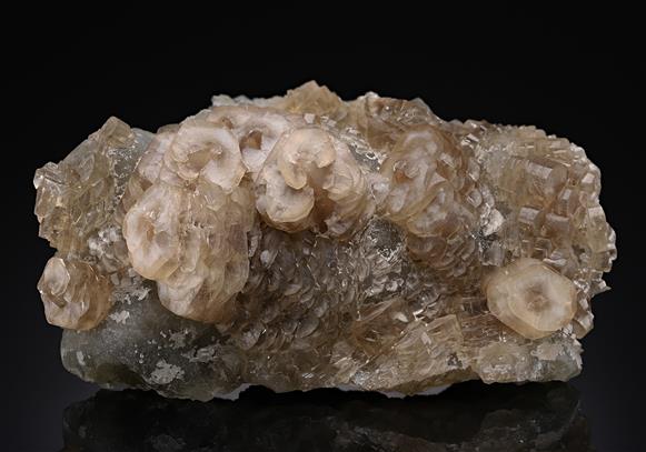 CC20054 specimen image