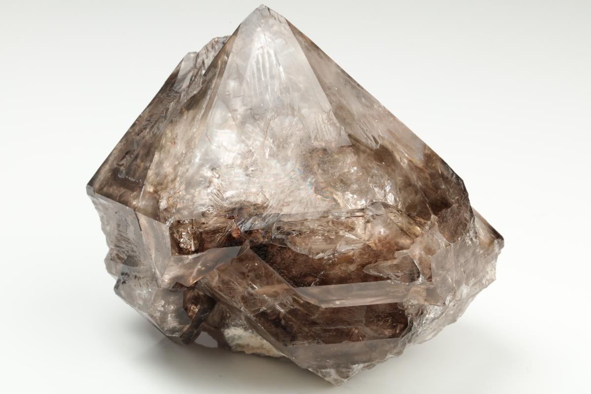 CC20071 specimen image