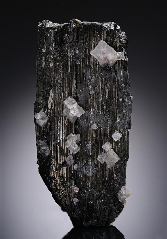 CC20083 specimen image
