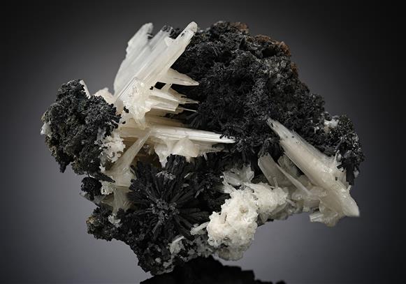 CC20168 specimen image