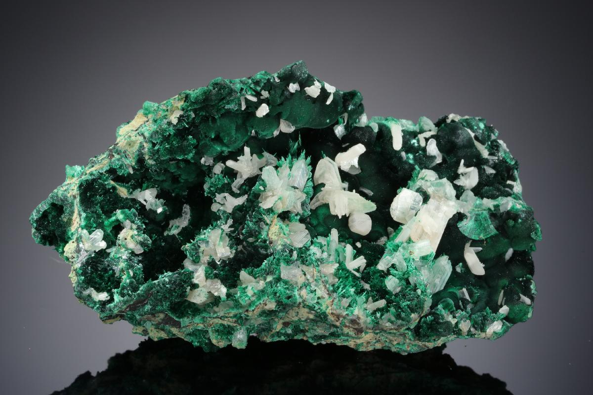 CC20178 specimen image