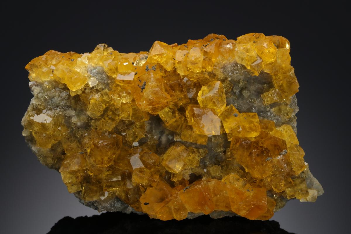 CC20179 specimen image