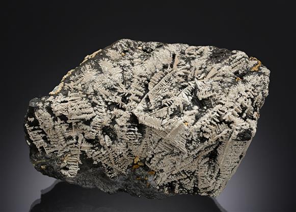 CC20221 specimen image