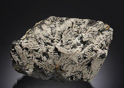 CC20221 specimen image