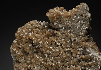 CC20230 specimen image