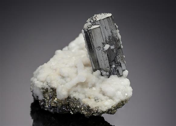 CC20231 specimen image