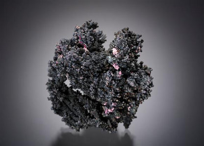 CC20233 specimen image
