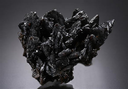 CC20288 specimen image