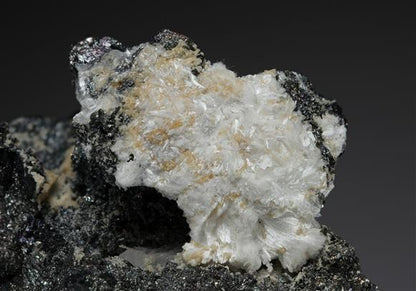 CC20343 specimen image
