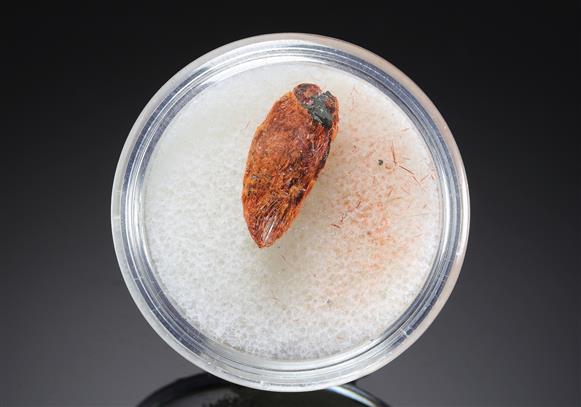 CC20348 specimen image