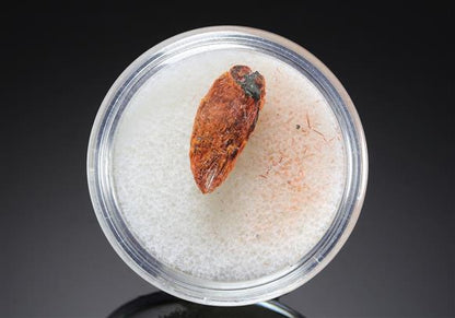 CC20348 specimen image
