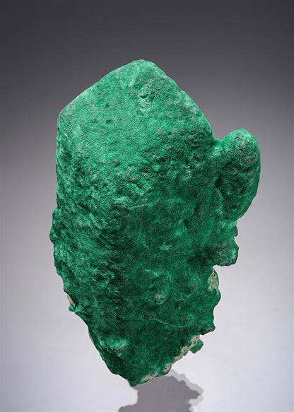 CC20537 specimen image