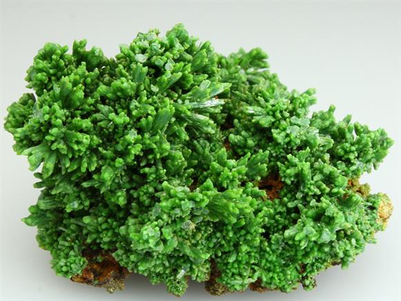 CC2066 specimen image