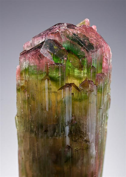 CC20748 specimen image