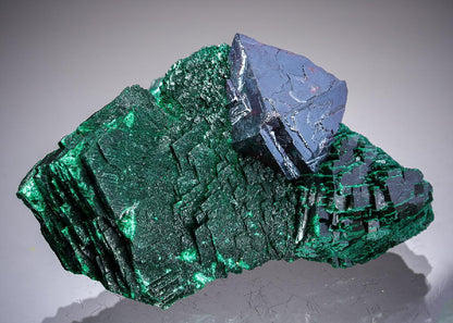 CC20825 specimen image