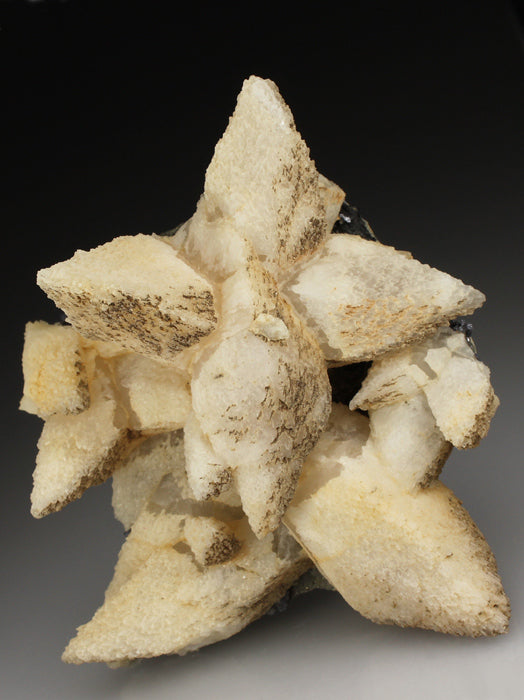 CC2082 specimen image