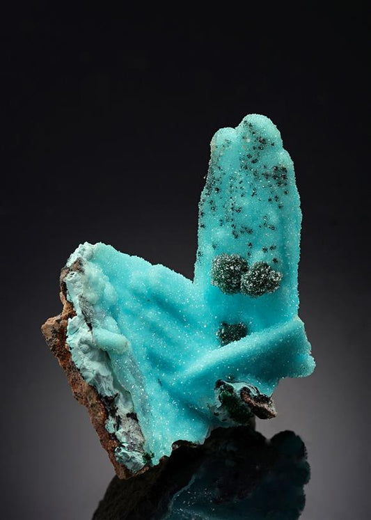CC20835 specimen image