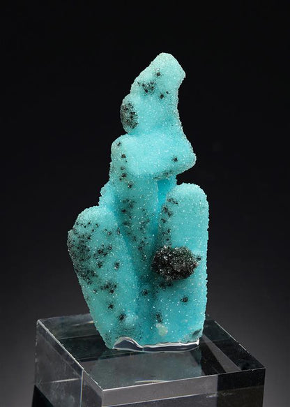 CC20870 specimen image