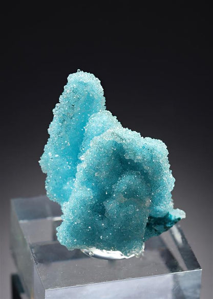 CC20880 specimen image