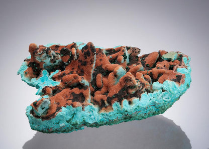 CC20992 specimen image