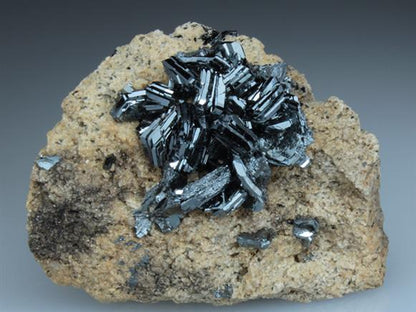 CC2102 specimen image