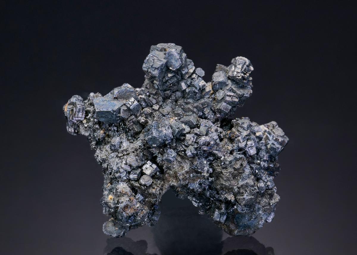 CC2103 specimen image