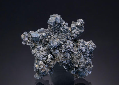CC2103 specimen image