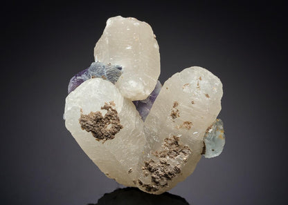 CC21082 specimen image