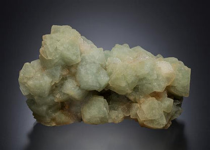 CC21092 specimen image