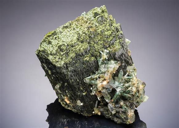 CC21110 specimen image