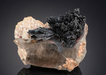 CC21117 specimen image