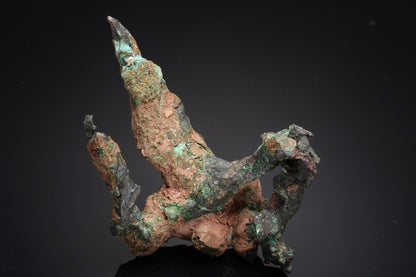 CC21121 specimen image