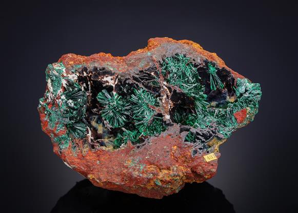 CC21133 specimen image