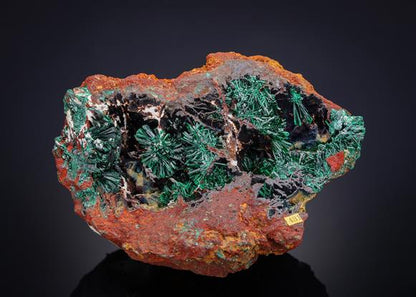 CC21133 specimen image