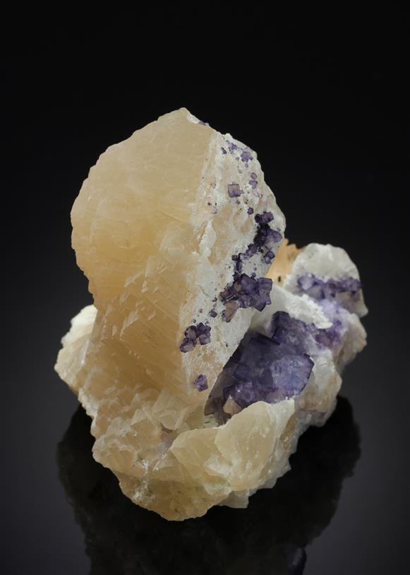 CC21178 specimen image