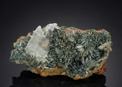 CC21204 specimen image