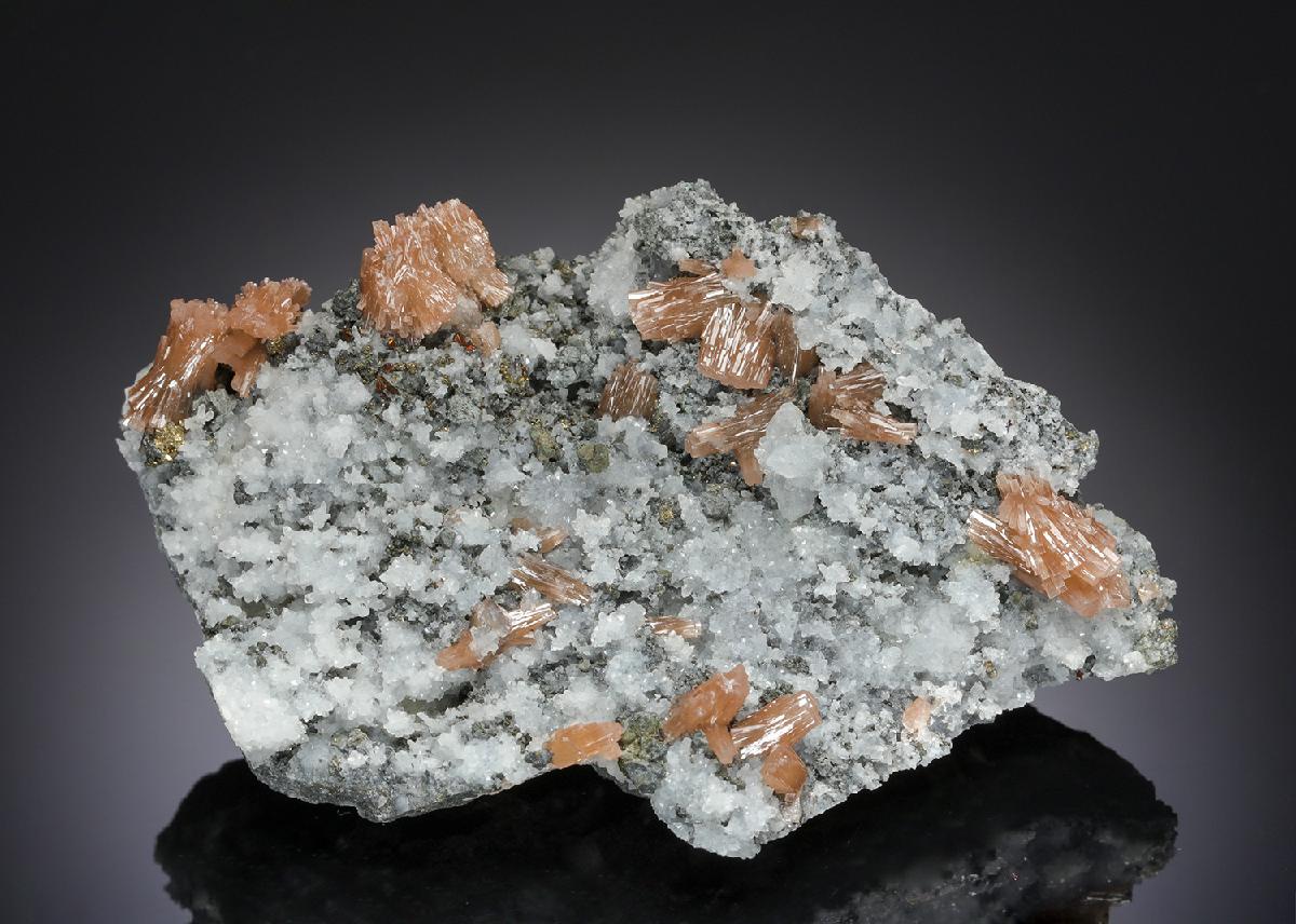 CC21234 specimen image