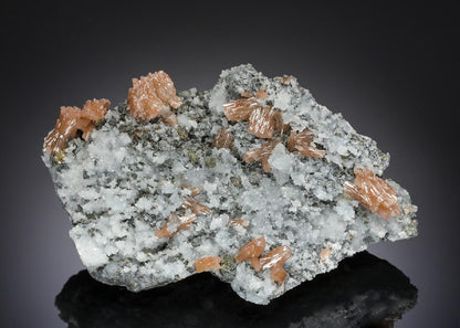 CC21234 specimen image