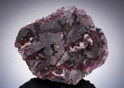 CC21263 specimen image