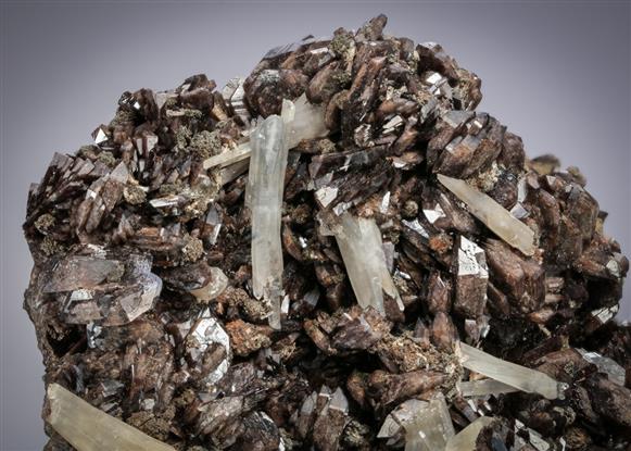CC21272 specimen image