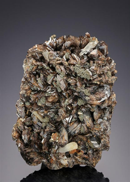 CC21274 specimen image