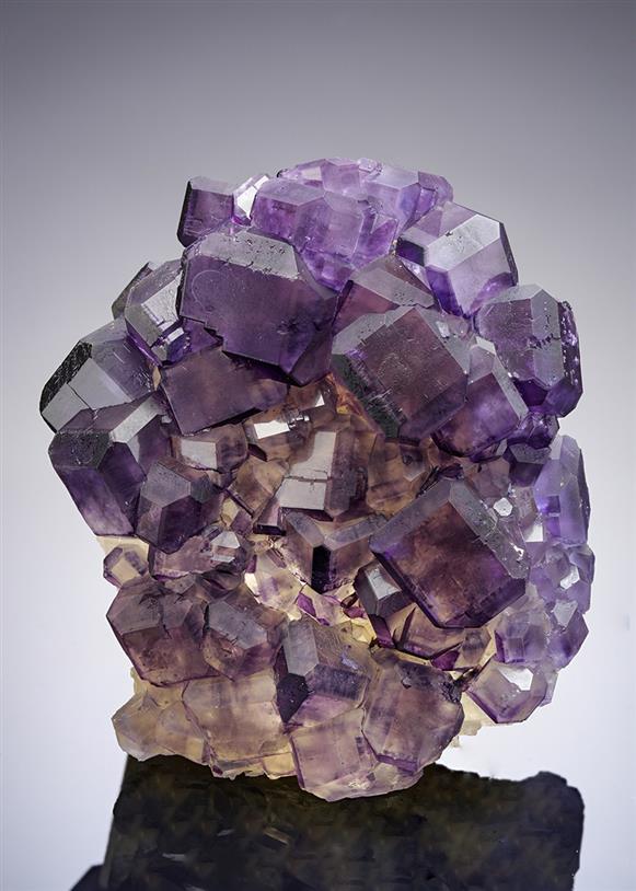 CC21275 specimen image