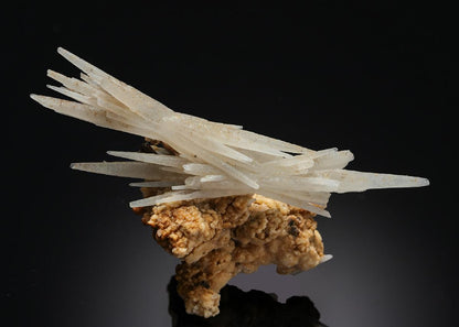 CC21276 specimen image
