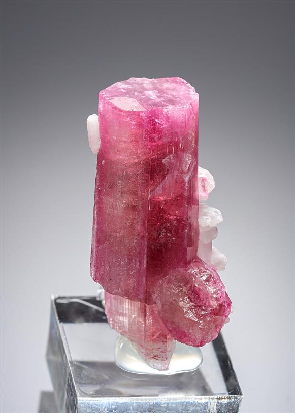 CC21286 specimen image