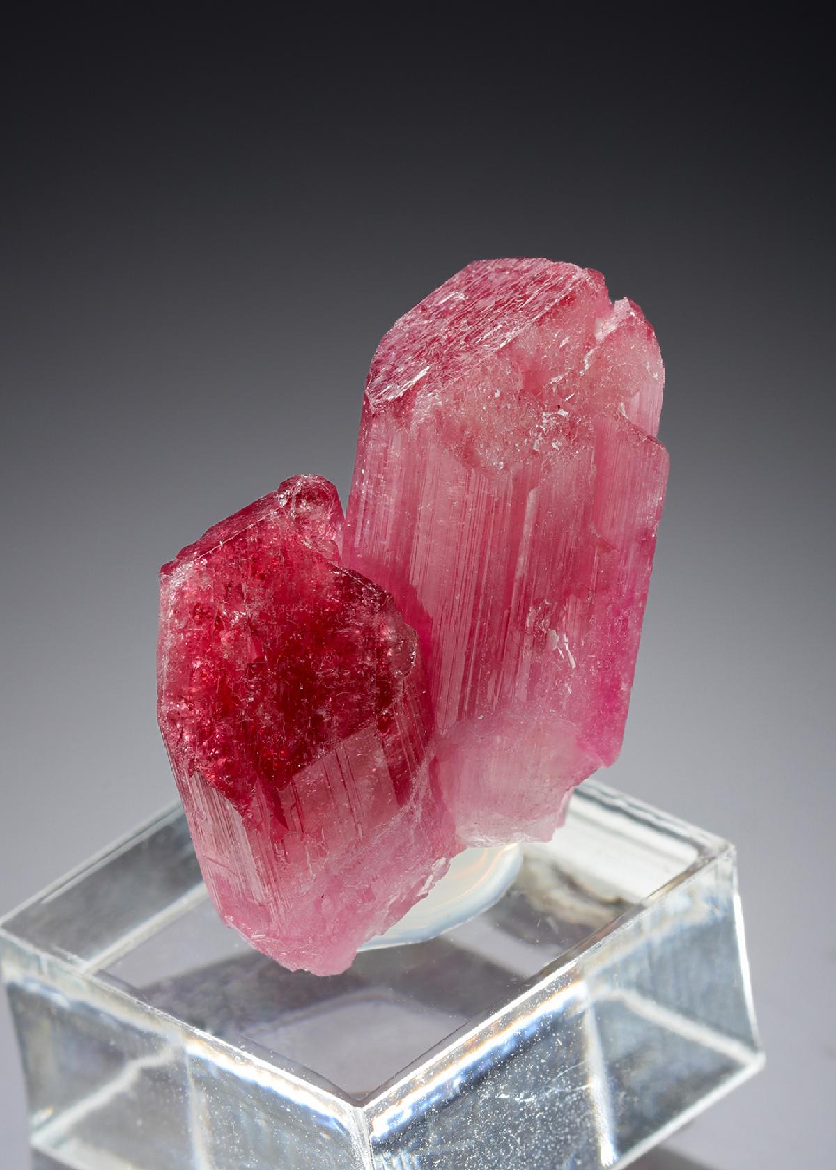 CC21296 specimen image