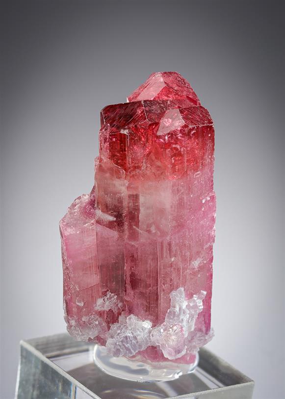 CC21299 specimen image