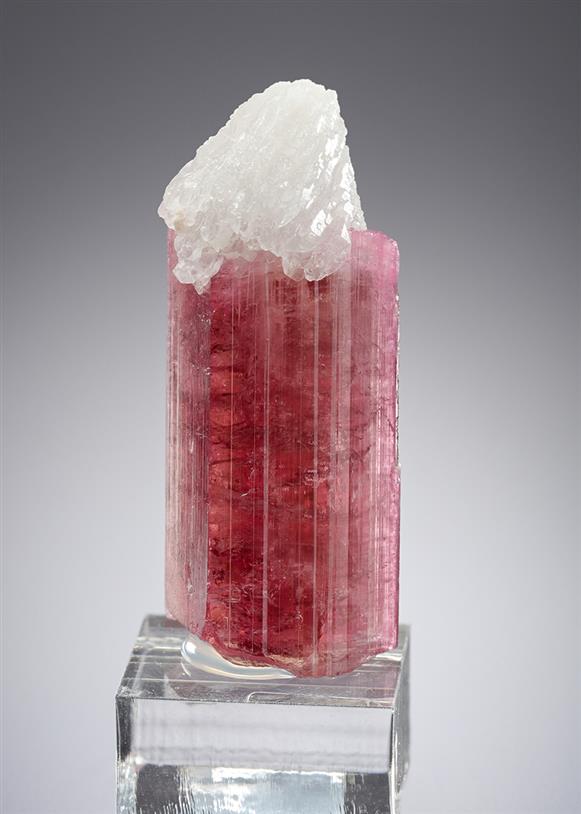 CC21302 specimen image